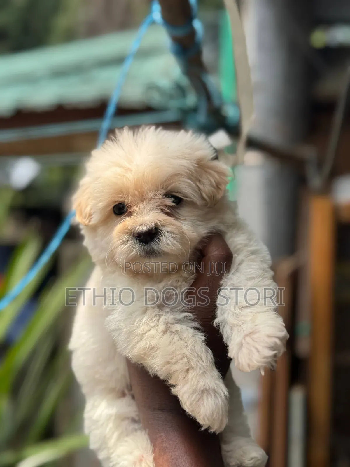 1-3 months Male Purebred Maltese