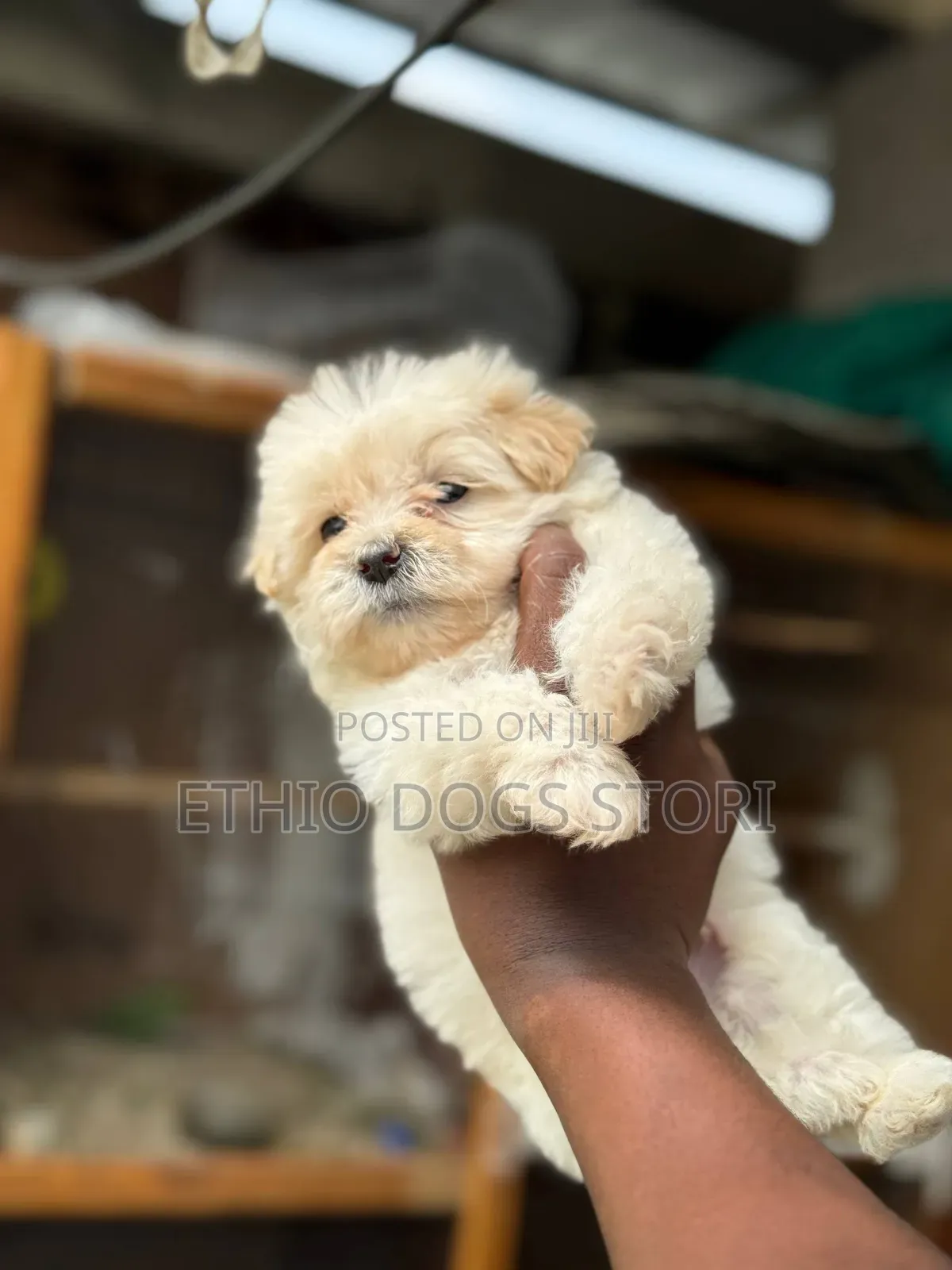 1-3 months Male Purebred Maltese