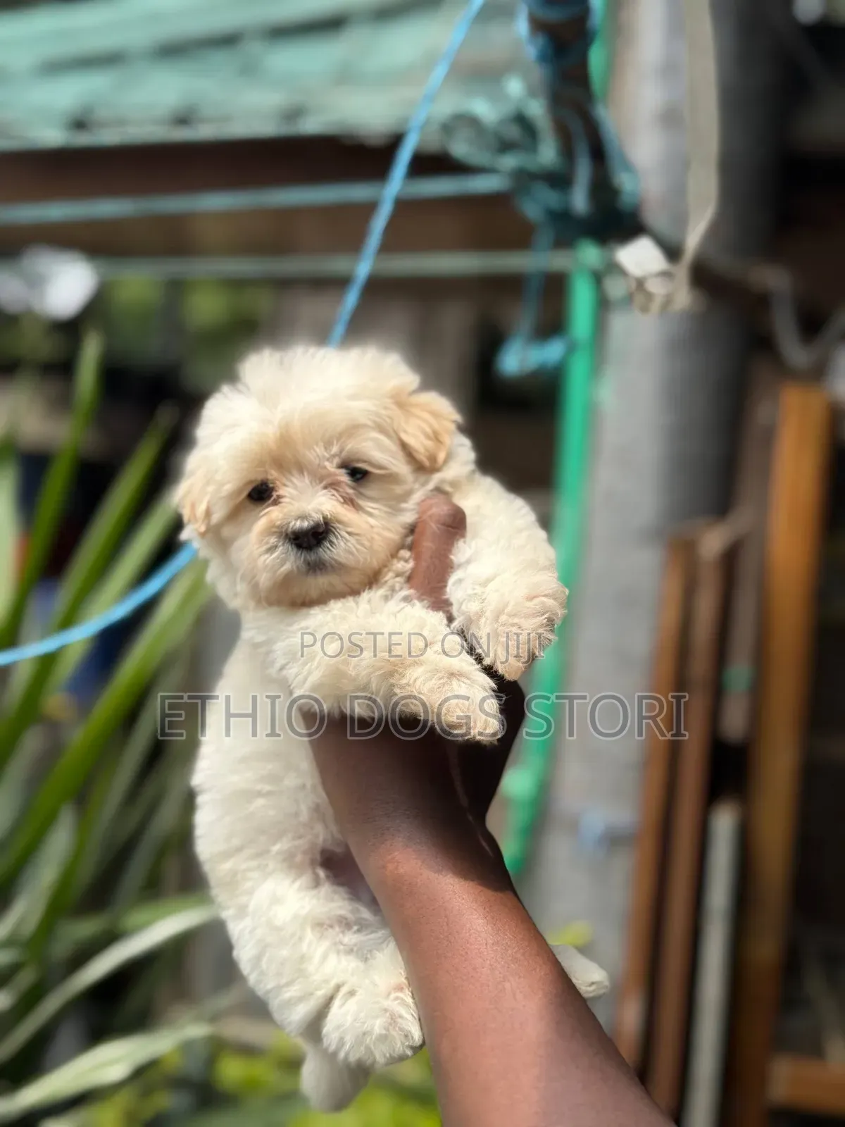 1-3 months Male Purebred Maltese