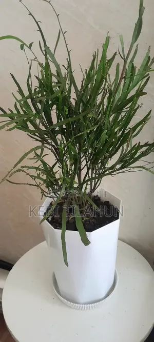 Kb የቤት ውስጥ የተፈጥሮ ተከሎች