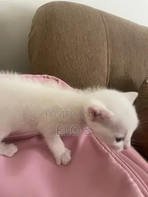 0-1 month Male Purebred Abyssinian