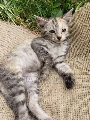 1-3 months Male Purebred Tabby