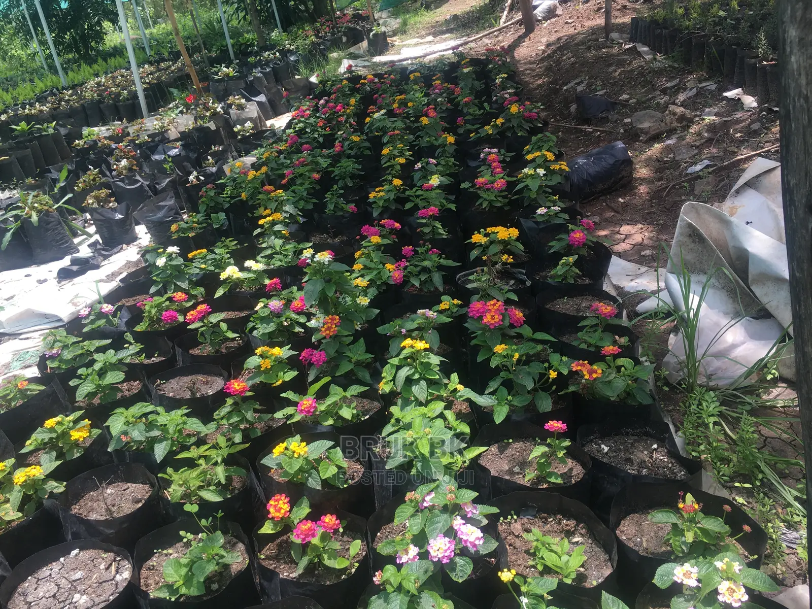 Lantana Used for Home Decoration