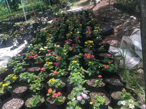 Lantana Used for Home Decoration