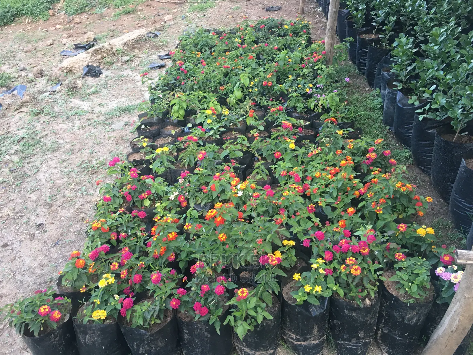 Lantana Used for Home Decoration
