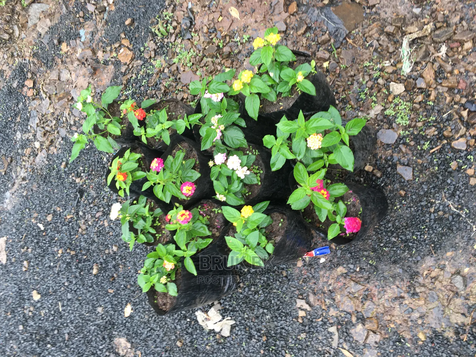 Lantana Used for Home Decoration