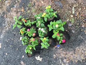 Lantana Used for Home Decoration