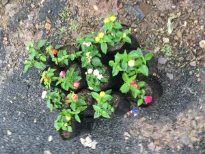 Lantana Used for Home Decoration