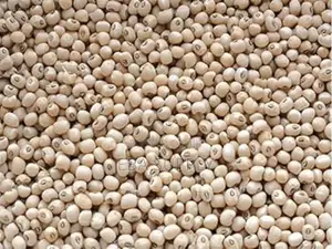 White Pea Bean Rounded