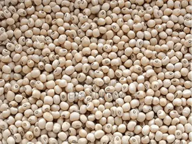 White Pea Bean Rounded