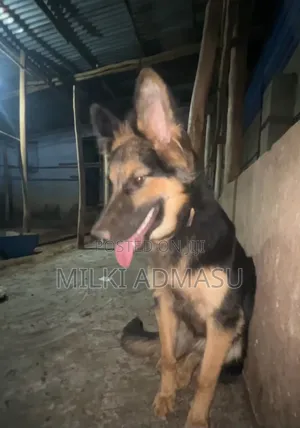 6-12 months Female Mixed Breed German Shepherd