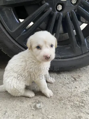 1-3 months Male Mixed Breed Maltese