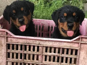 1-3 months Male Purebred Rottweiler