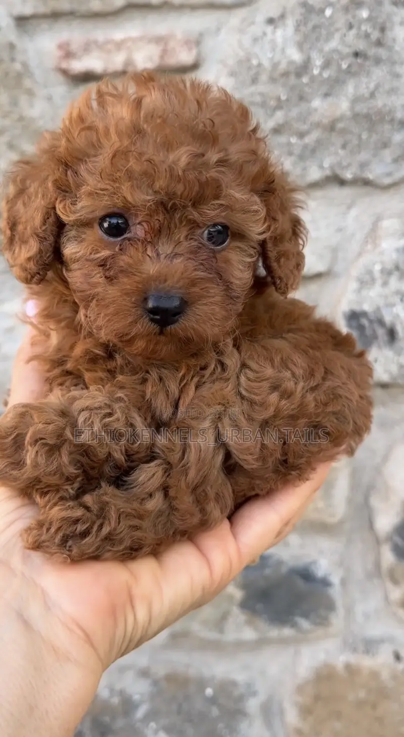 1-3 months Male Purebred Poodle