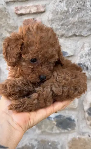 1-3 months Male Purebred Poodle