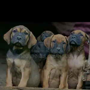 1-3 months Male Purebred Boerboel