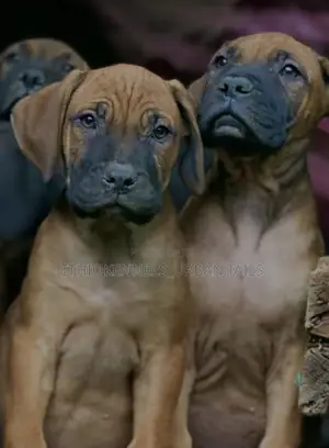1-3 months Male Purebred Boerboel