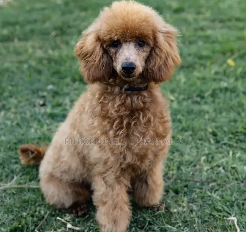 1-3 months Male Purebred Poodle