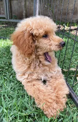 1-3 months Male Purebred Poodle