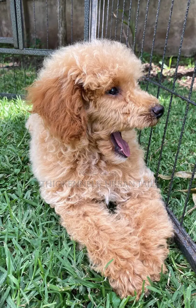 1-3 months Male Purebred Poodle