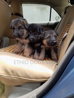 1-3 months Male Purebred German Shepherd