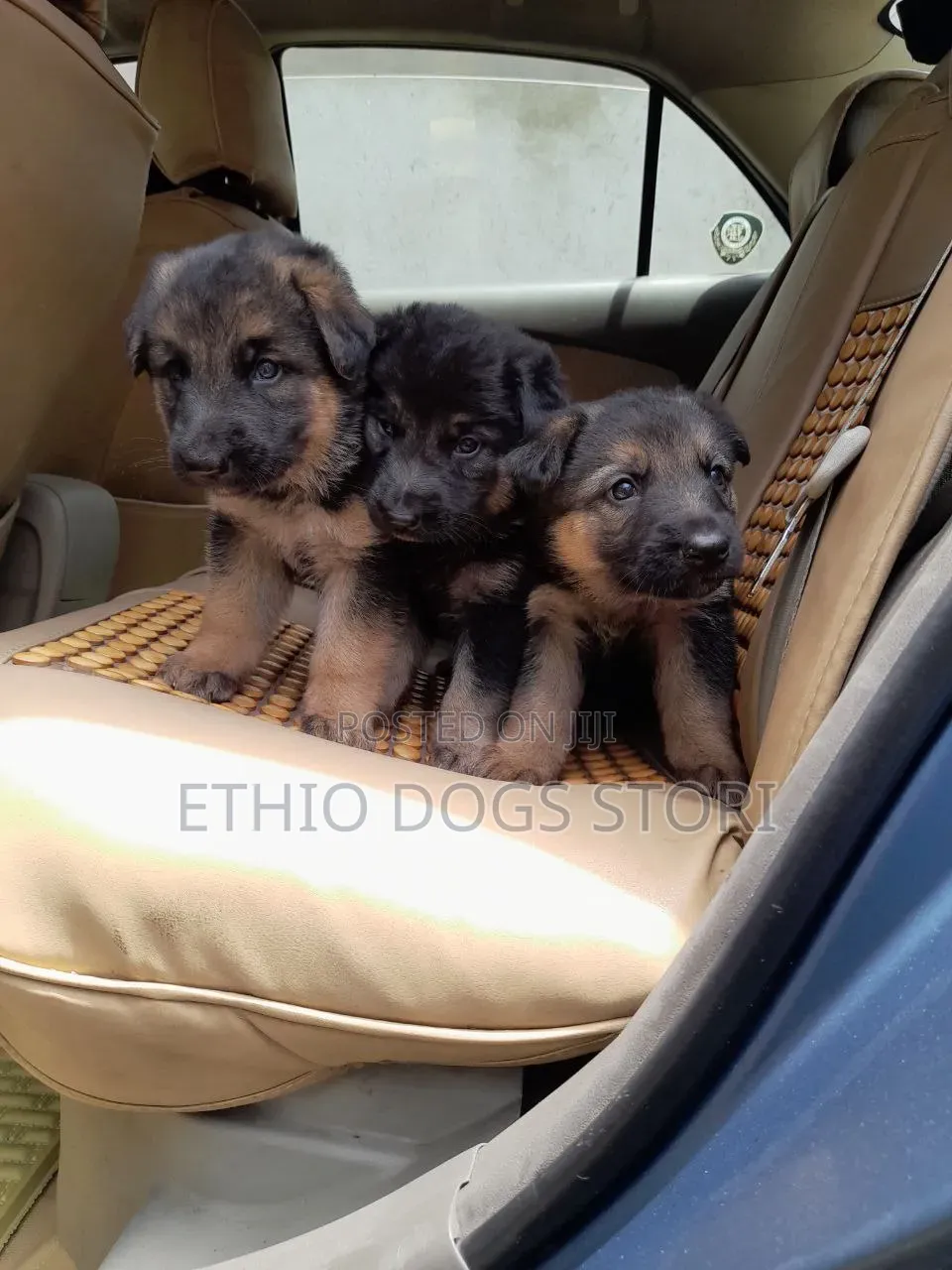 1-3 months Male Purebred German Shepherd