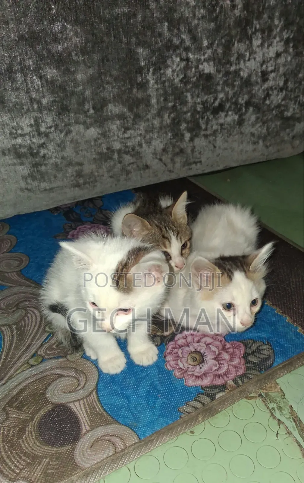 1-3 months Female Mixed Breed American Curl
