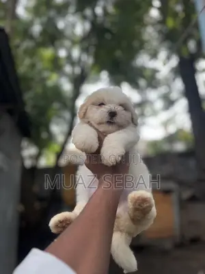 1-3 months Female Purebred Maltese