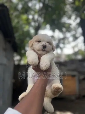 1-3 months Female Purebred Maltese