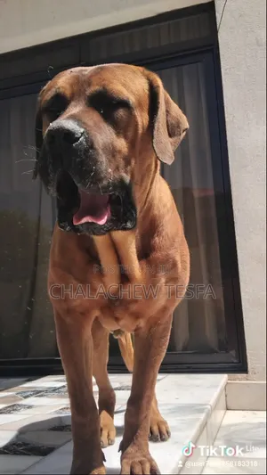 3-6 months Female Purebred Boerboel