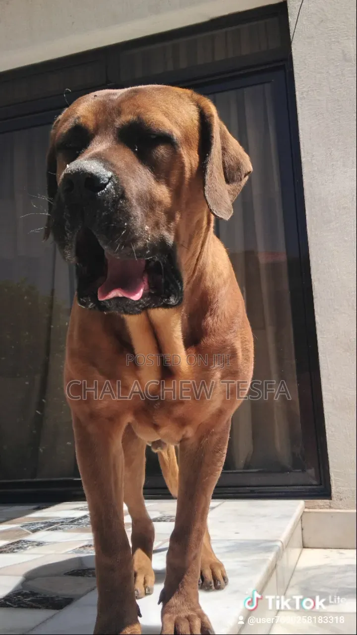 3-6 months Female Purebred Boerboel