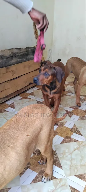 3-6 months Female Purebred Boerboel