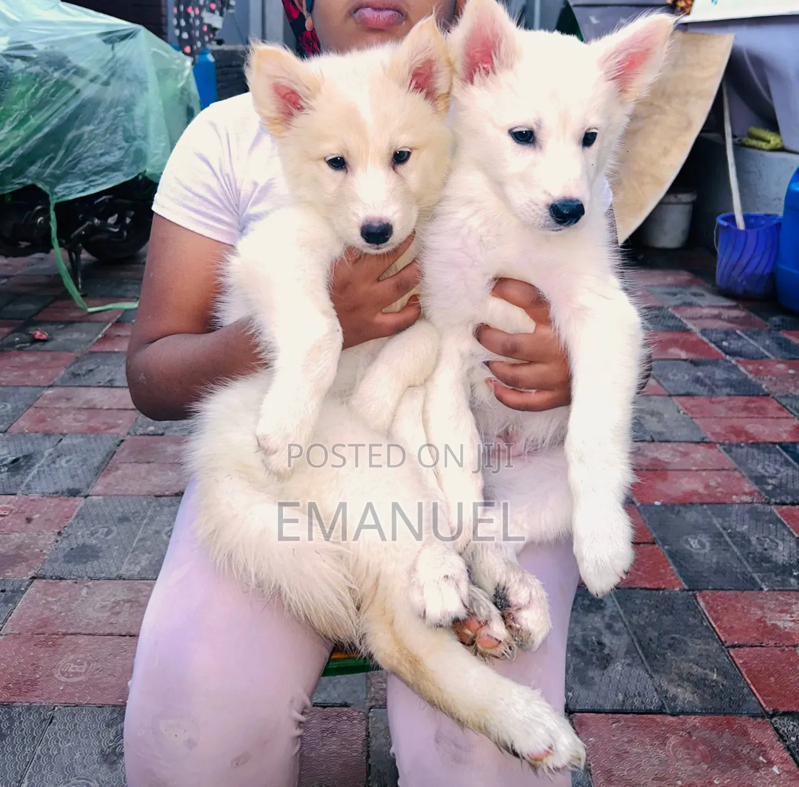 1-3 months Male Purebred Siberian Husky
