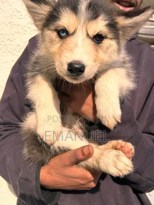 1-3 months Male Purebred Siberian Husky