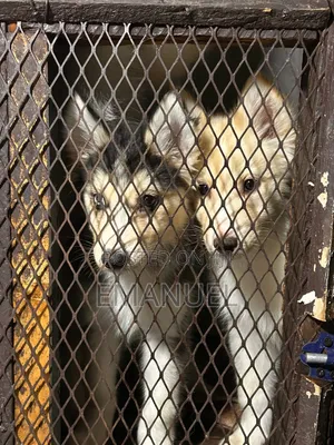 1-3 months Male Purebred Siberian Husky