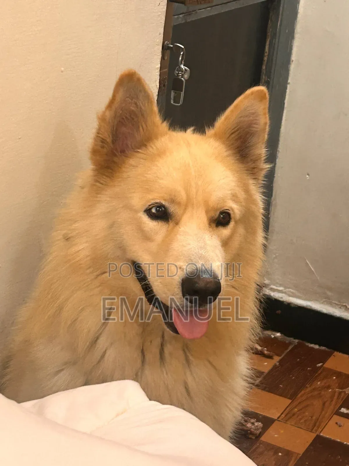 1-3 months Male Purebred Siberian Husky