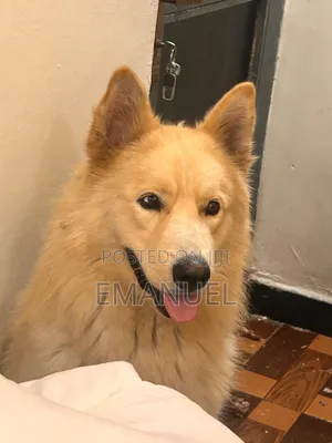 1-3 months Male Purebred Siberian Husky