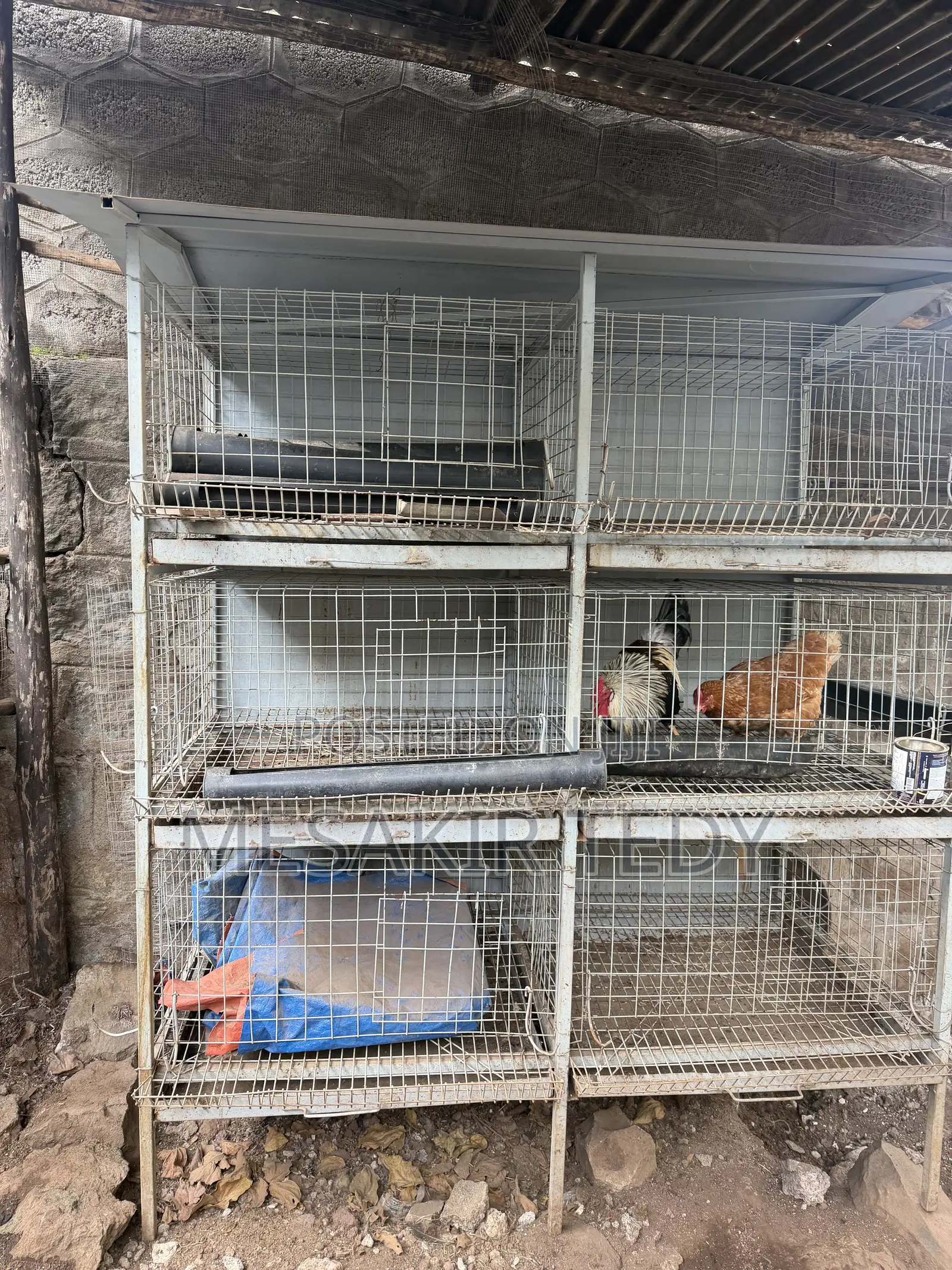 Chicken Cage