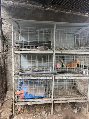 Chicken Cage