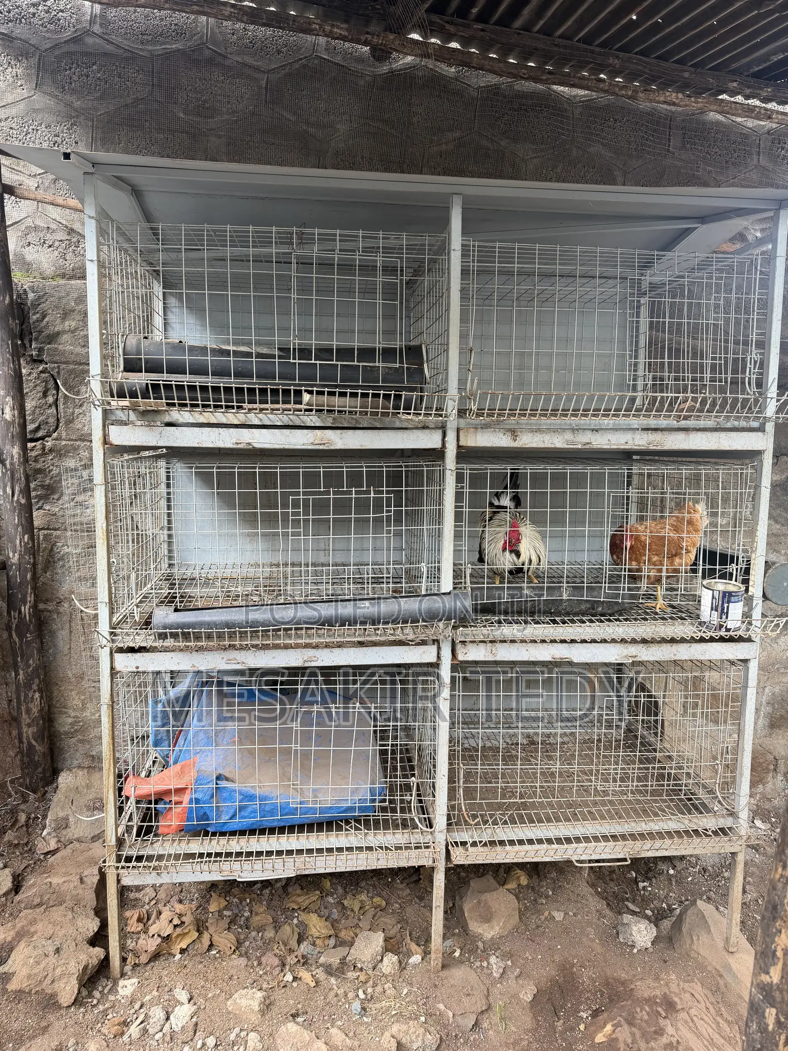 Chicken Cage