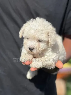 1-3 months Male Purebred Maltese