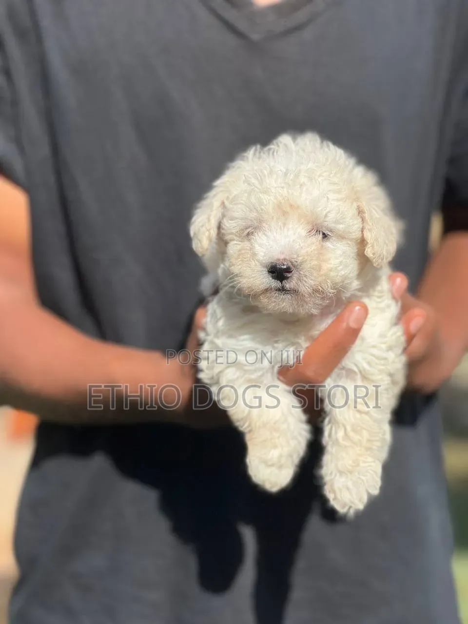 1-3 months Male Purebred Maltese