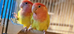 Rose-Ringed Parakeet