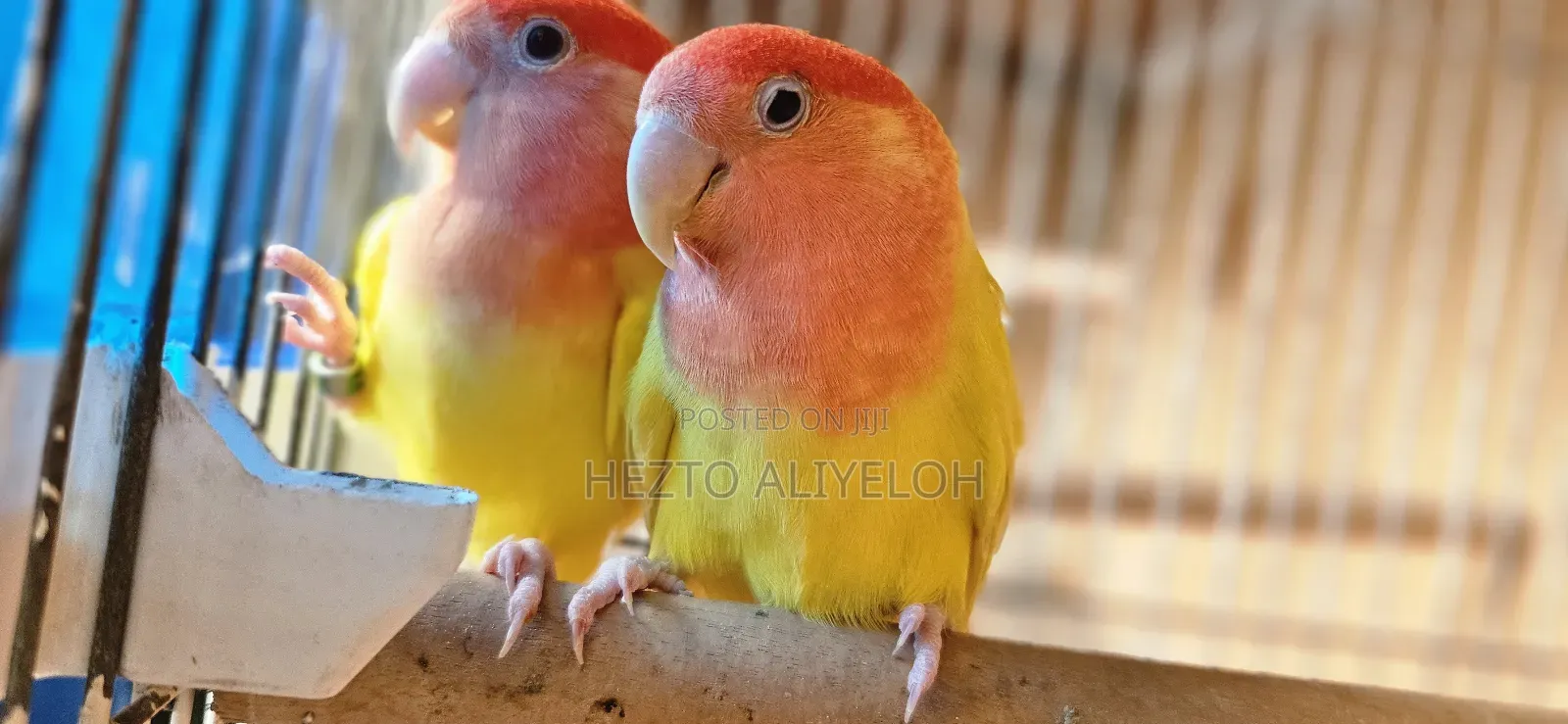 Rose-Ringed Parakeet