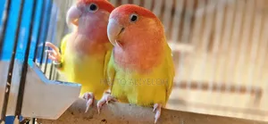 Rose-Ringed Parakeet