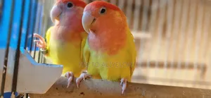 Rose-Ringed Parakeet