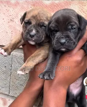 1-3 months Male Purebred American Pit Bull Terrier