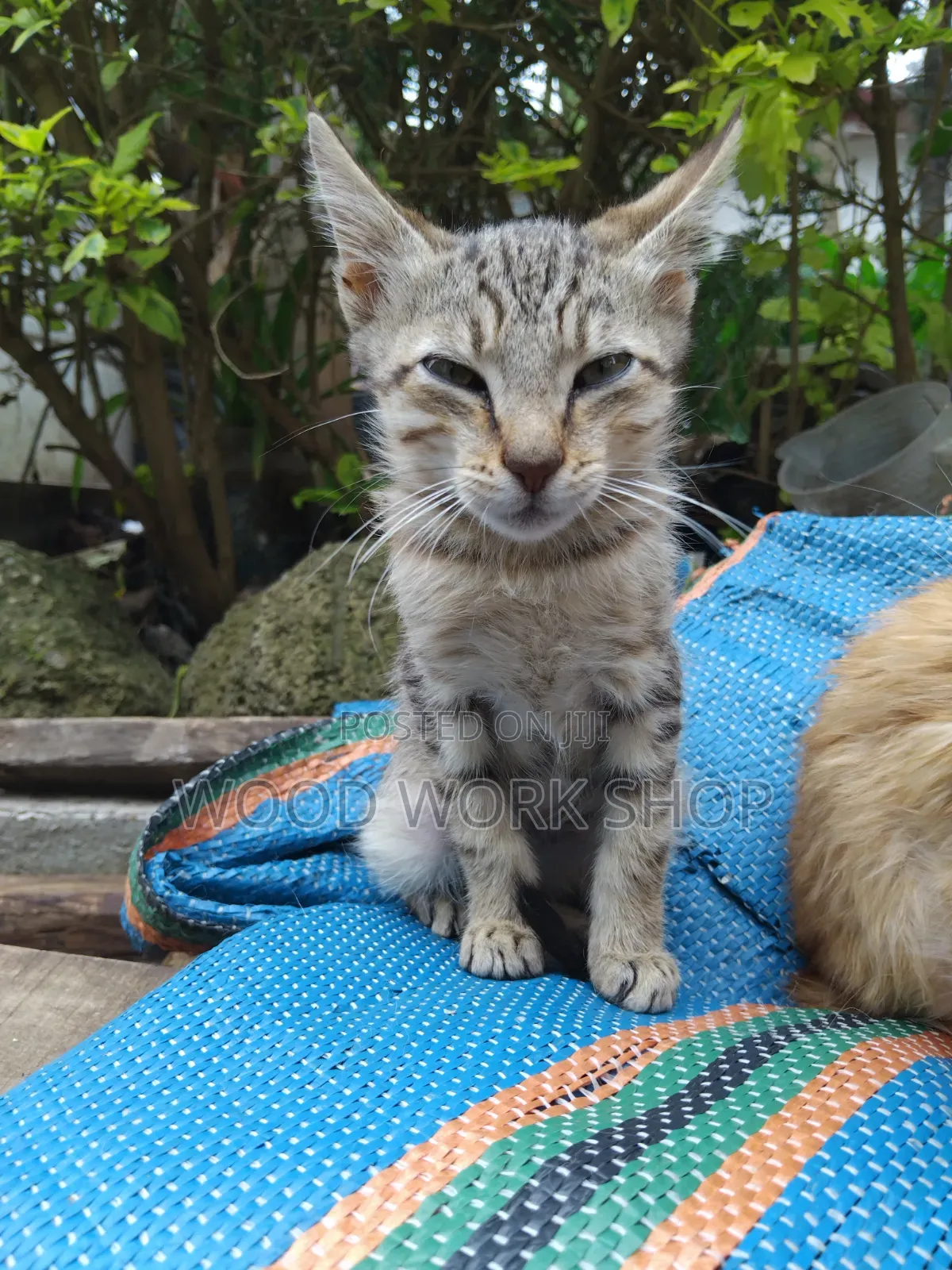 1-3 months Male Purebred Abyssinian