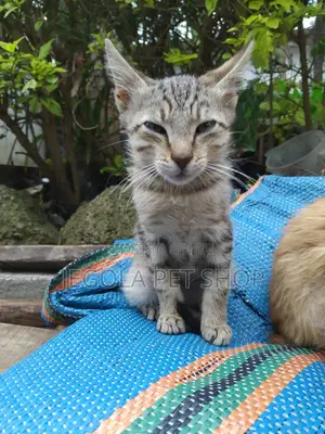 1-3 months Male Purebred Abyssinian