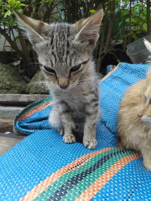1-3 months Male Purebred Abyssinian